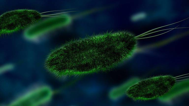 Vibrio vulnificus, la bacteria devoradora de carne: ¿Qué es y cómo ingresa al cuerpo?