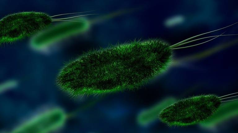 Científicos descubren cómo viajan las bacterias entre continentes