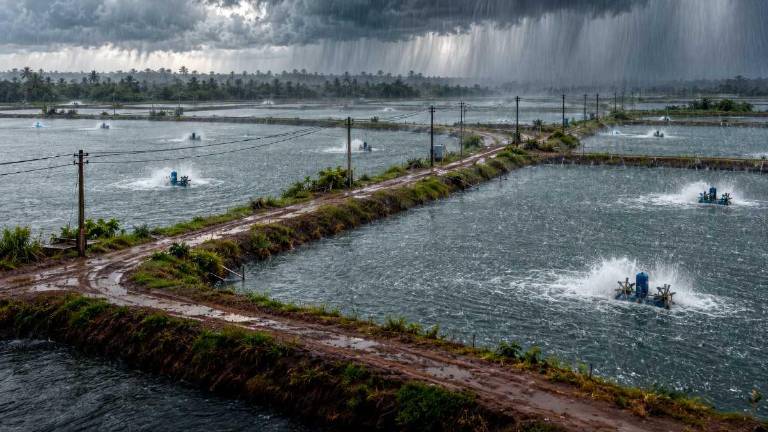 Sector camaronero activa planes de prevención por el fenómeno El Niño