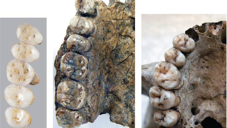 Se agranda la familia: fósiles de nueva especie humana en Filipinas