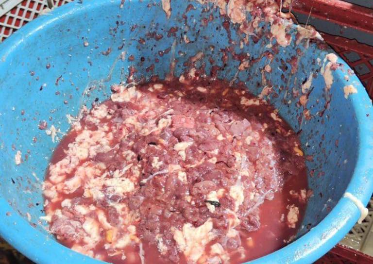 $!Fotografía de balde de agua llena de sangre con la que lavaban pollos.