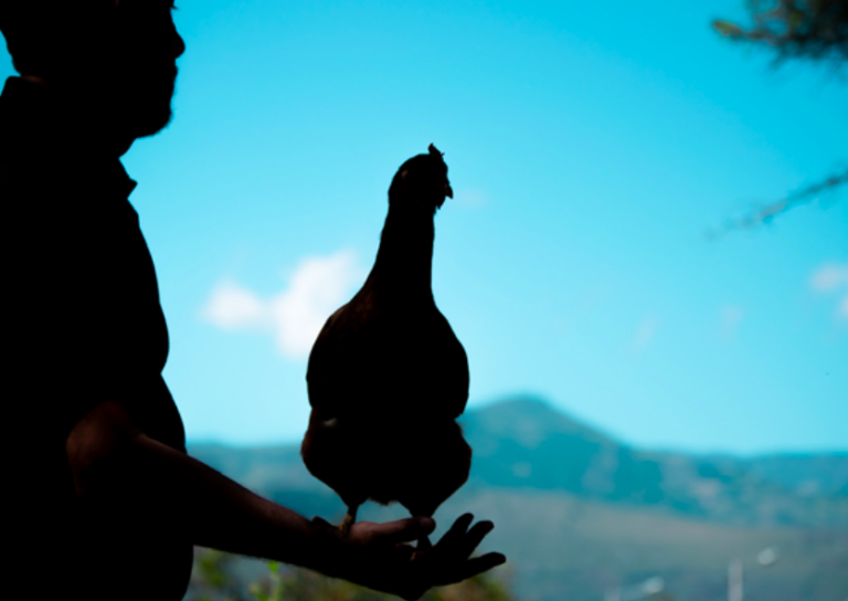 $!Las aves necesitan suficiente espacio para huir o alejarse de otros animales.