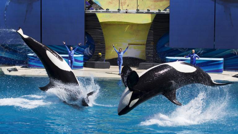 SeaWorld acaba con espectáculos de orcas tras años de polémica