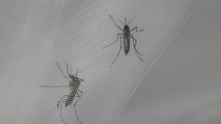 Gobierno declara alerta epidemiológica en tres provincias debido al aumento de casos de dengue