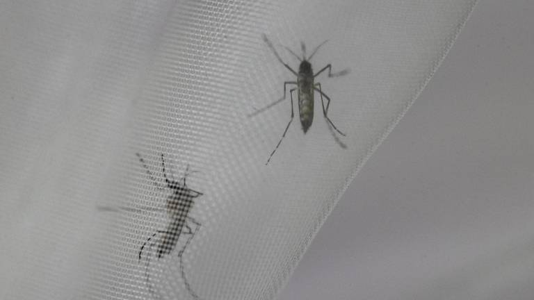 Gobierno declara alerta epidemiológica en tres provincias debido al aumento de casos de dengue