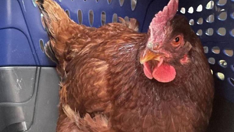 Gallina intentó ingresar a unos de los edificios más protegidos del mundo, el Pentágono