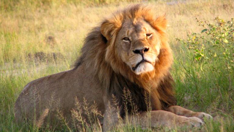 África podría perder la mitad de sus leones en 20 años