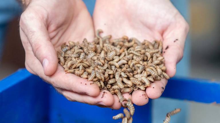 Empresa ecuatoriana produce proteína y harina de las moscas