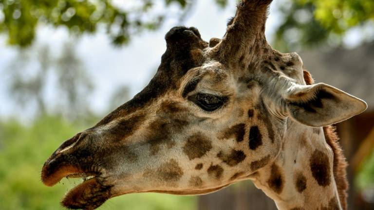 La jirafa y la amenaza de "extinción silenciosa" en África