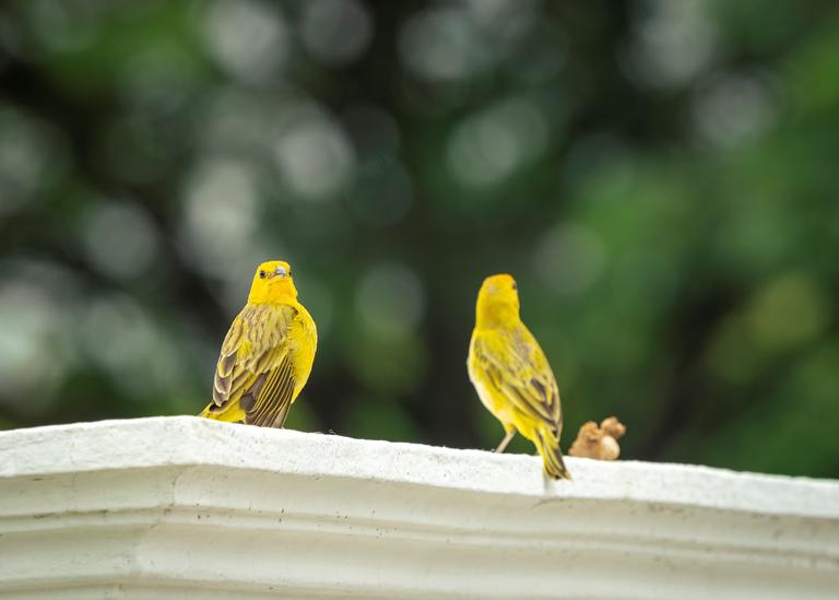 $!El avistamiento de aves forma parte del pilar de Sostenibilidad.