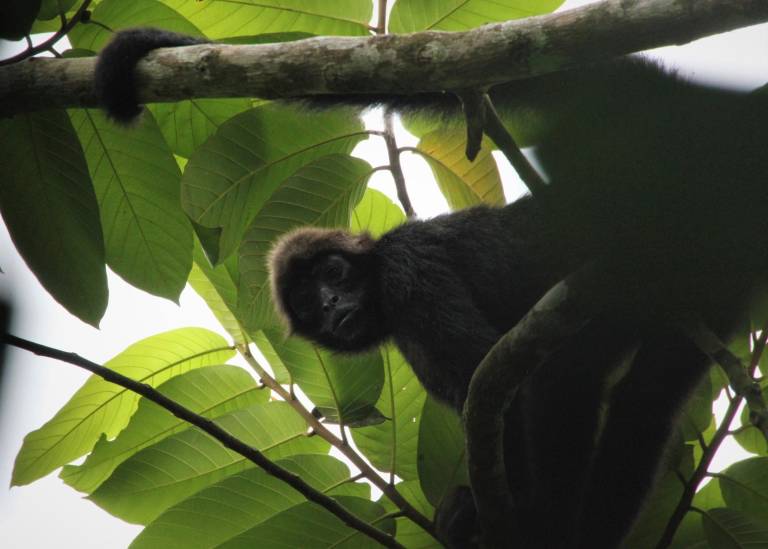 $!El mono araña se ubica en peligro crítico en la Lista Roja elaborada por la UICN.