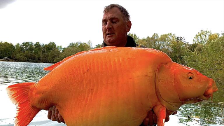 Sujeto atrapó a uno de los peces dorados más grandes del mundo en un lago francés: Pesa 30 kilos