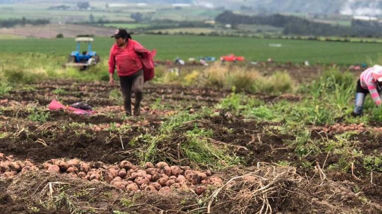 Importante crecimiento de la producción de papa en el Ecuador