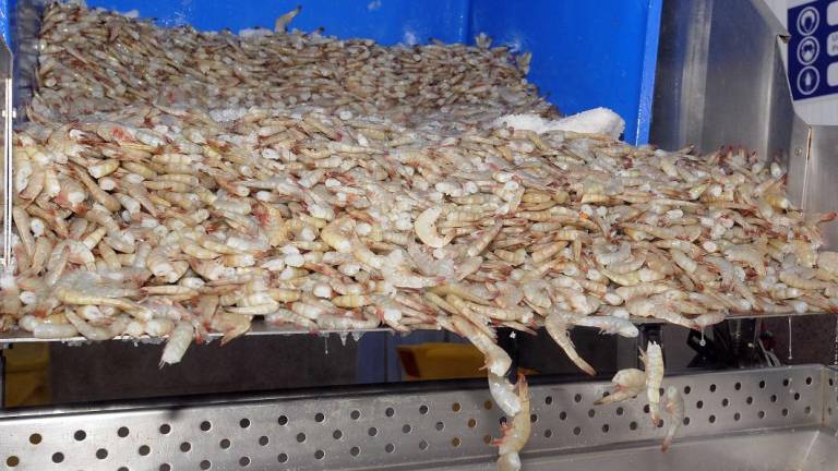 Exportaciones de camarón ecuatoriano continúan mejorando y una de sus empresas rompe récord de ventas