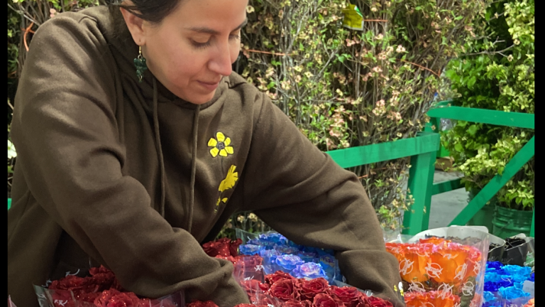 Así se exportan las flores ecuatorianas por el Día de la Madre a EE.UU.
