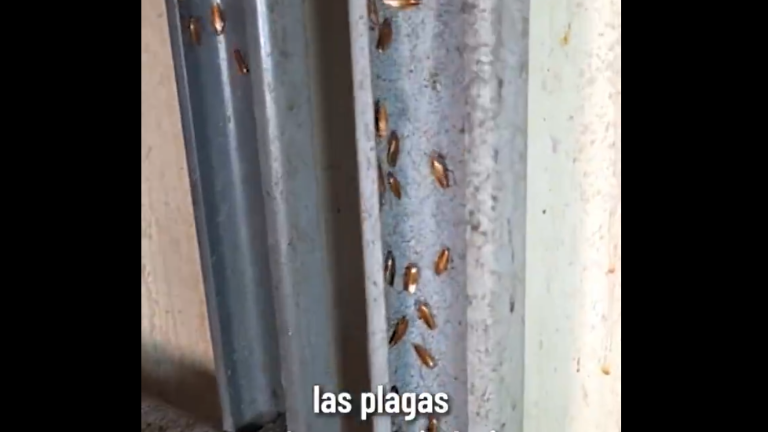 Alerta de Arcsa: clausuran restaurante en Durán por grave infestación de cucarachas