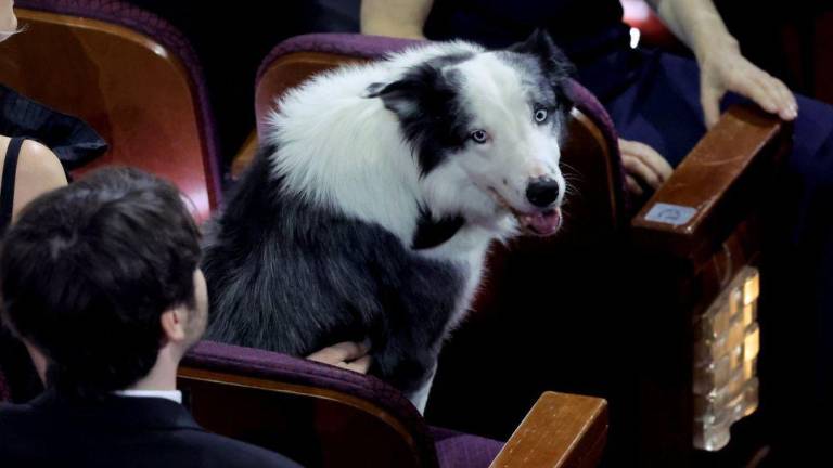 Messi, el perro actor en los Oscar: así lograron que aplauda