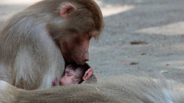 ¿Por qué las mamás primates cargan a sus bebés muertos?