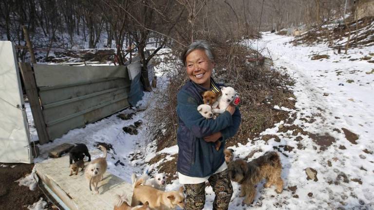 Su nombre es Jung Myoung Sook y ha pasado durante 26 años rescatando perros.