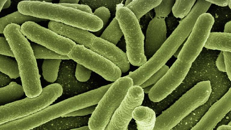 Bacterias sobreviven en el espacio exterior durante años