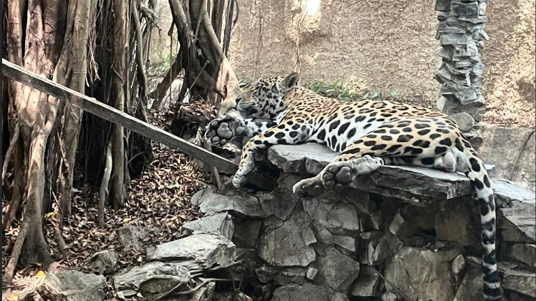 De los hipopótamos de Pablo Escobar a los jaguares del 'Gato Farfán': ¿por qué el narcotráfico colecciona fauna en peligro?