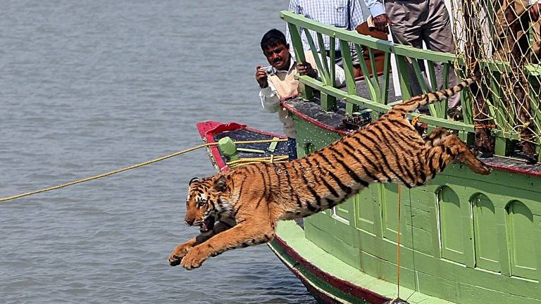 El tigre se extingue en el manglar más grande del planeta
