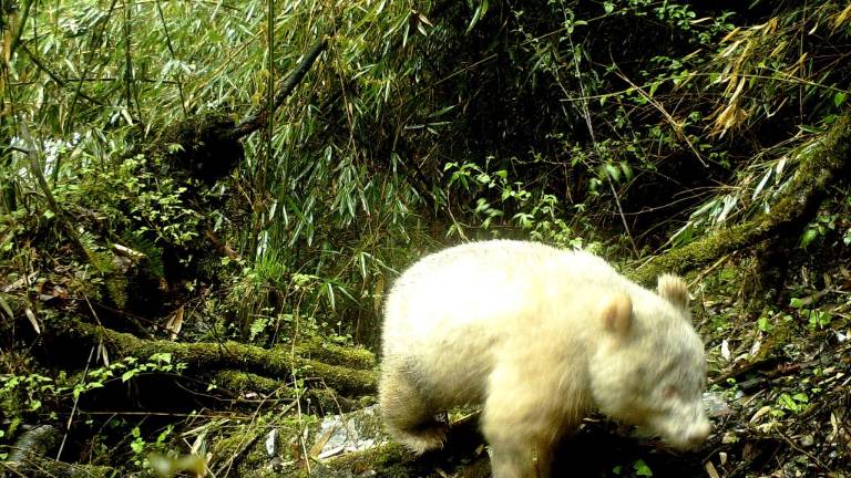 Un raro ejemplar de oso panda albino fue avistado en China
