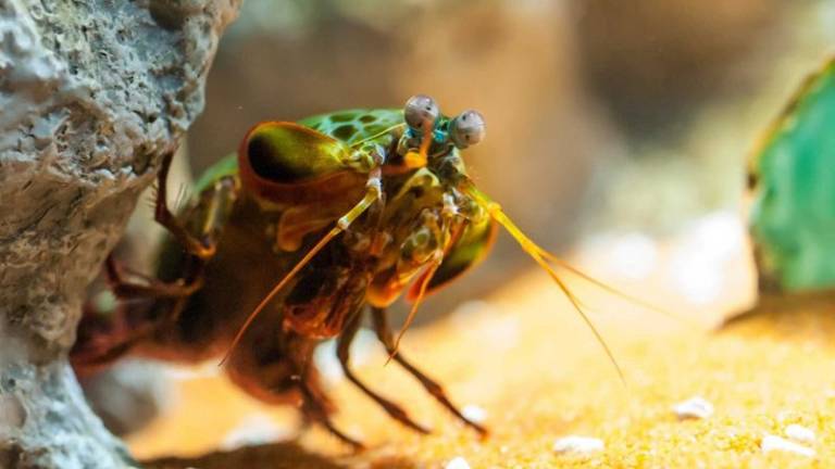 Patada del camarón mantis es tan letal que podría romper el vidrio