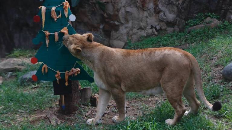 Oso, leones, monos, aves y tortugas celebran una singular Navidad en zoológico de Quito