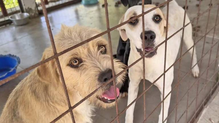 AlmaFest: un festival para apoyar el rescate de perros y gatos en situación de maltrato en Guayaquil