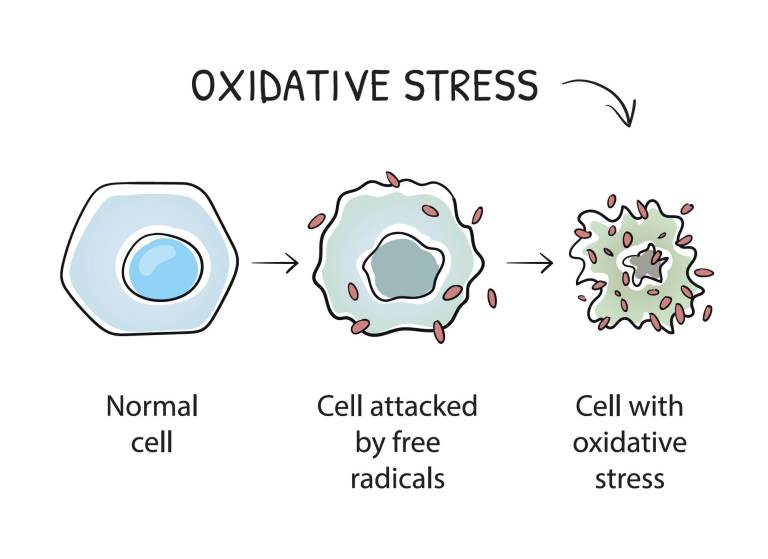 $!Secuencia en que una célula normal es atacada por radicales libres, los cuales la tornan en una célula con estrés oxidativo.