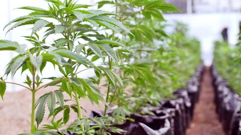 Ecuador exporta por primera vez cannabis a Suiza para elaborar medicamentos