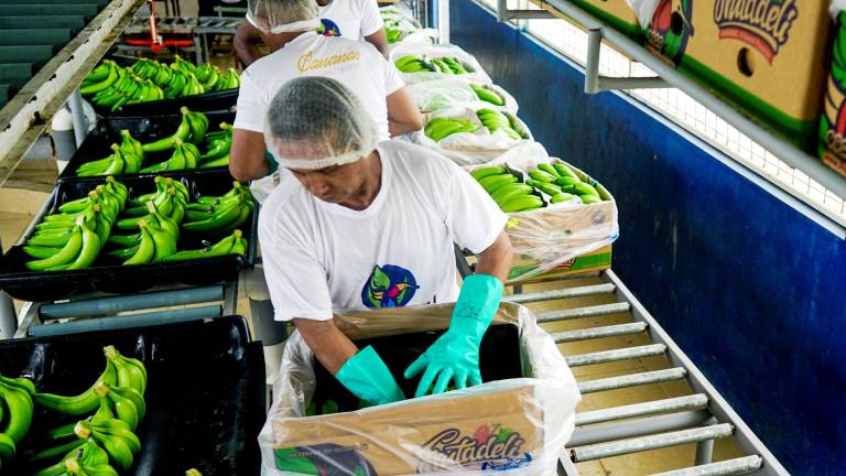765.000 cajas de banano ecuatoriano en riesgo de no ser exportadas