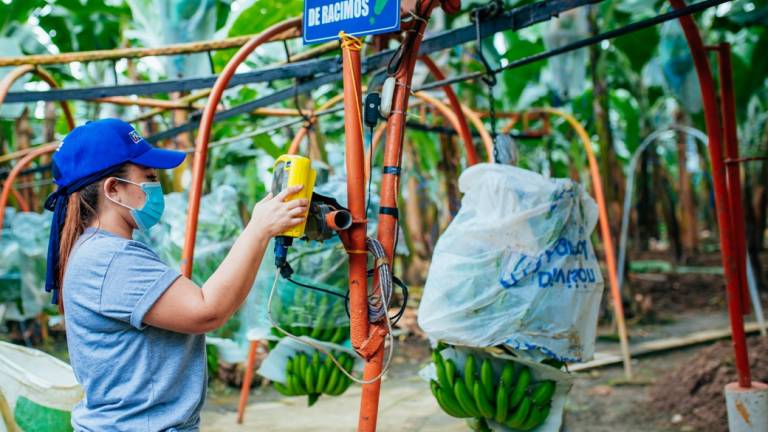 La fortaleza del sector bananero se evidenció en 2020