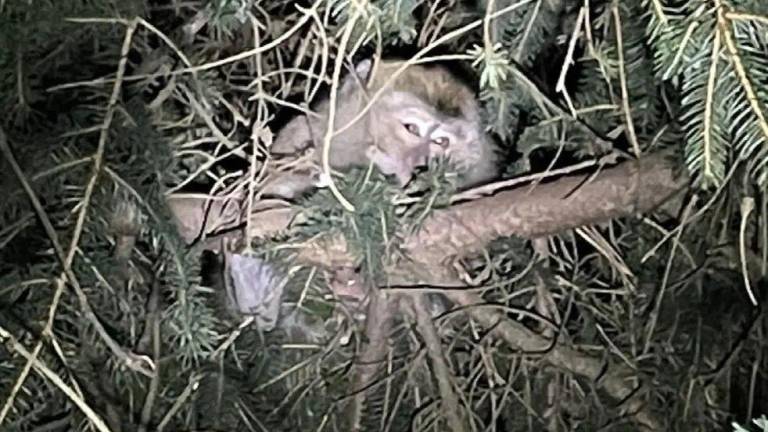 Cuatro monos de laboratorio escapan tras accidente en Estados Unidos; capturan a tres
