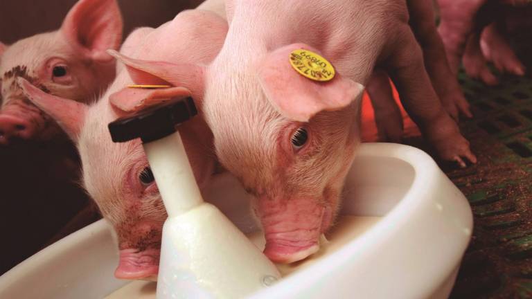 Presentan nuevas soluciones nutricionales para aves y cerdos en la etapa inicial