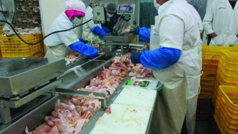 Prohíben importar carne para evitar el ingreso de la gripe aviar al Ecuador