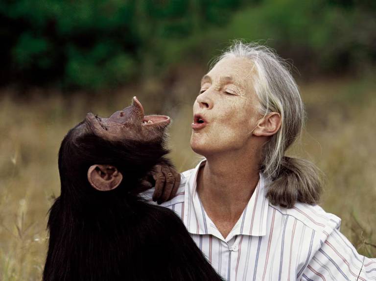 $!Jane Goodall falleció a sus 91 años, mientras realizaba una gira por Estados Unidos.