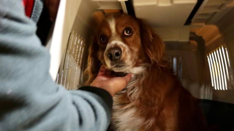 El perrito que detuvo el Metro de Quito fue rescatado y ya hay interesados en adoptarlo