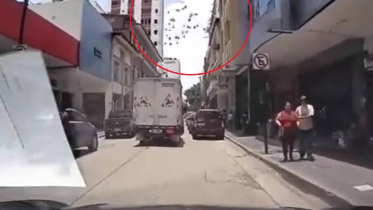 VIDEO capta en Guayaquil una extraña reacción de las aves justo antes del terremoto