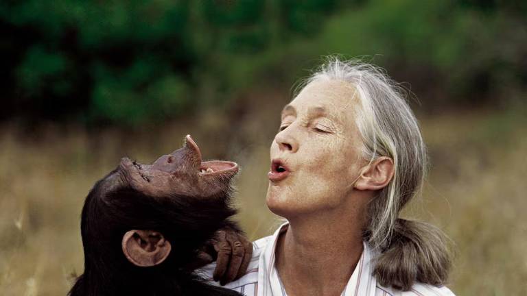 Jane Goodall revolucionó la ciencia por sus innovadoras investigaciones sobre la conducta de chimpancés salvajes en Gombe-Tanzania.
