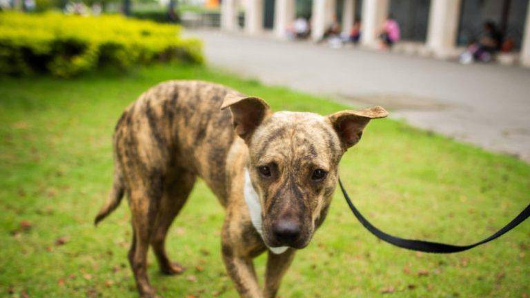 Municipio abrió 388 expedientes por maltrato animal en 2025, el año con más sanciones en Guayaquil