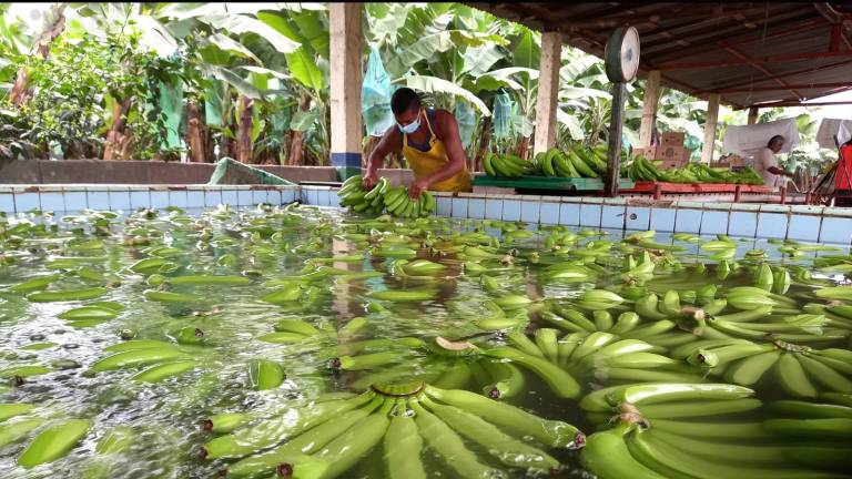 Bananeros en crisis: anuncian despidos en el sector