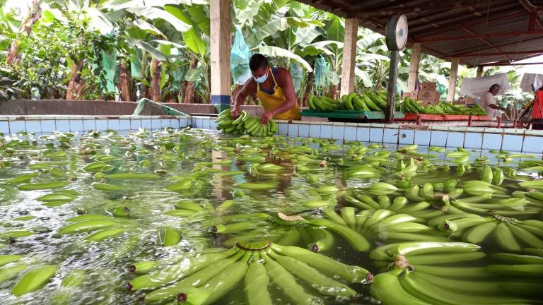 Exportaciones de banano de Ecuador siguen al alza, pero pierden ritmo