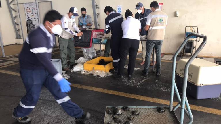 Expolicía responsable de traficar 185 tortugas en Galápagos fue liberado de la cárcel