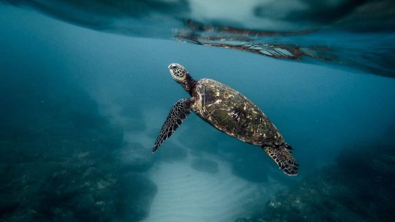 La actividad humana ha acelerado degradación de los océanos, según ONU