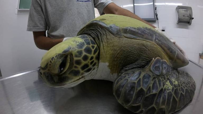 Rehabilitan a tortuga que defecó 13 gramos de plásticos en Argentina