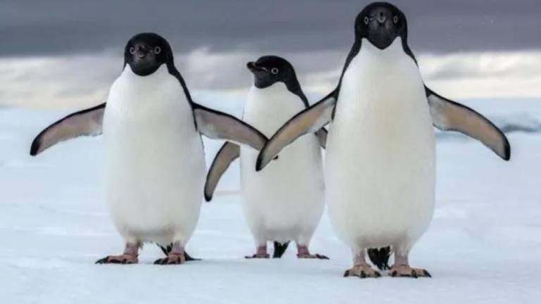 ONG ofrece $2.000 al mes por contar pingüinos en la Antártida