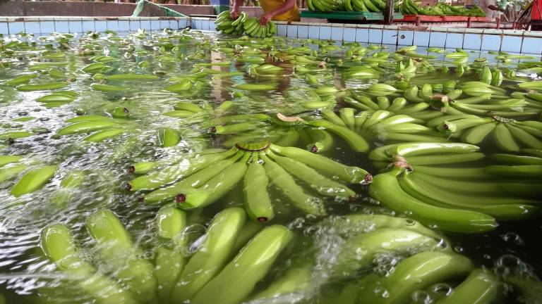 Exportaciones de banano de Ecuador siguen al alza, pero pierden ritmo
