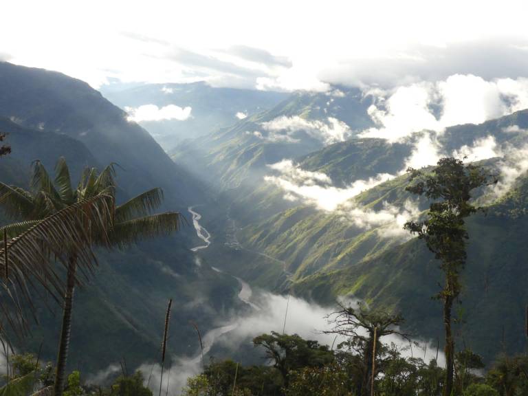 $!El Bosque Nublado del Cerro Candelaria.